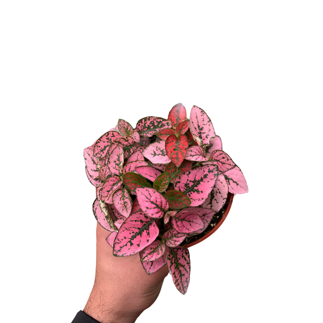 4" Polka Dot Plant (Hypoestes phyllostachya) – Live Plant