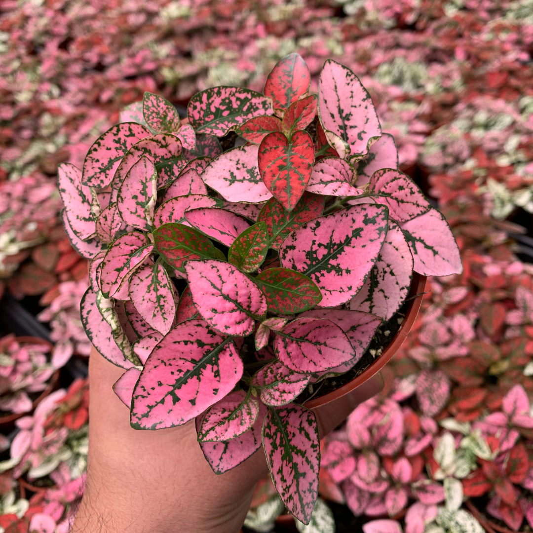 4" Polka Dot Plant (Hypoestes phyllostachya) – Live Plant
