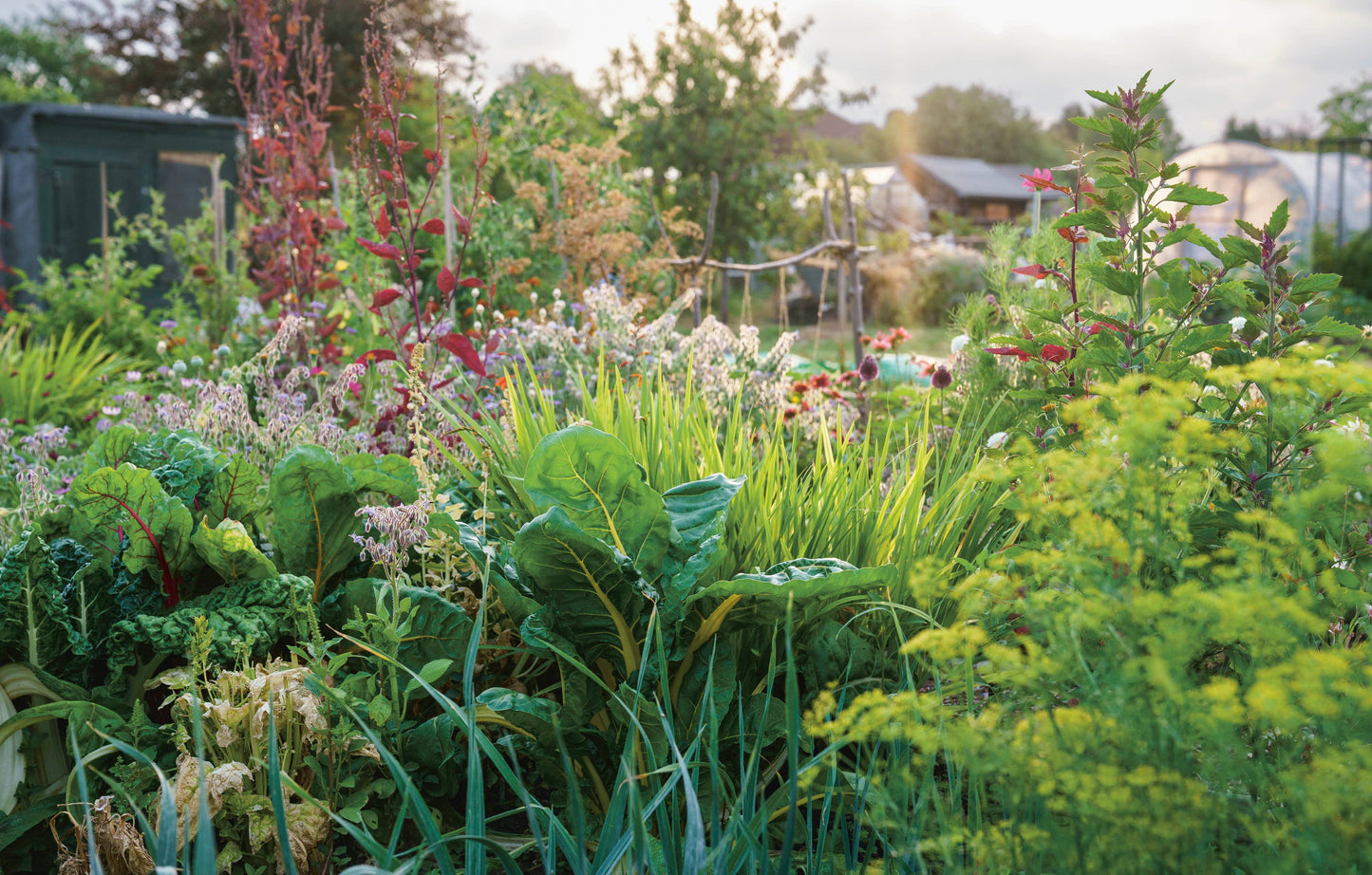 Rekha's Kitchen Garden