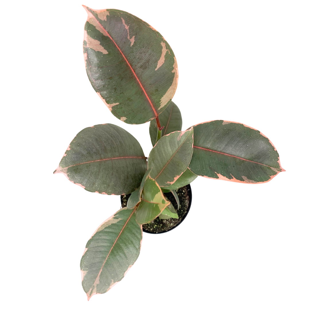 4" Ficus Elastica (Ruby Rubber Plant) – Wholesale Live Plant
