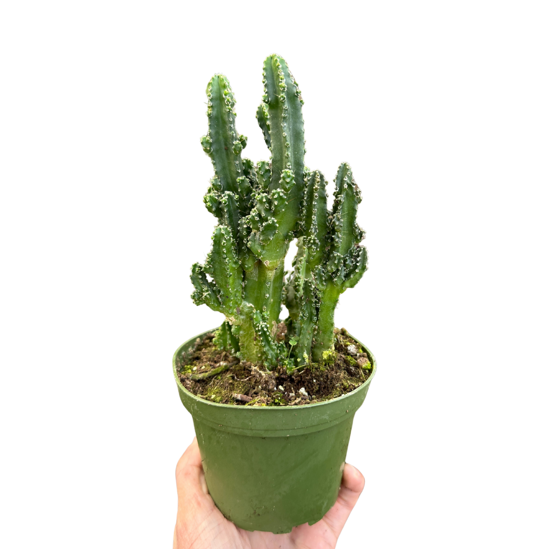 4" Fairy Castle Cactus (Euphorbia lactea) – Growers choice
