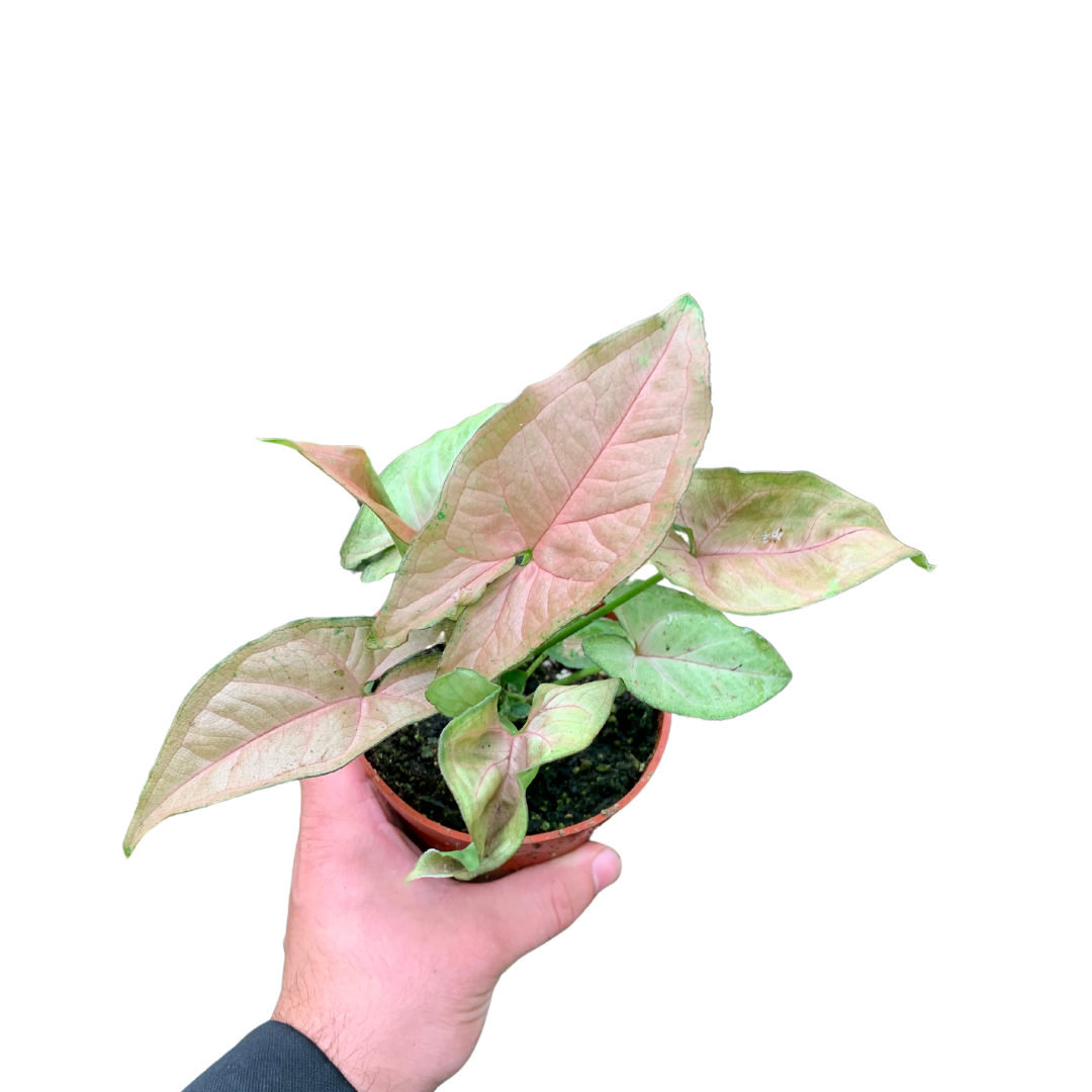 4" Syngonium Neon Robusta (Arrowhead Plant) – Live Plant