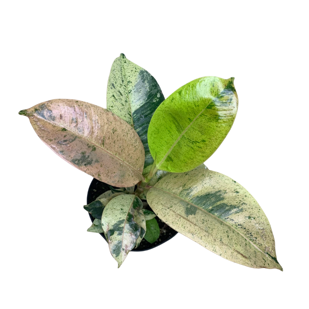 4" Ficus Shivereana – Plant