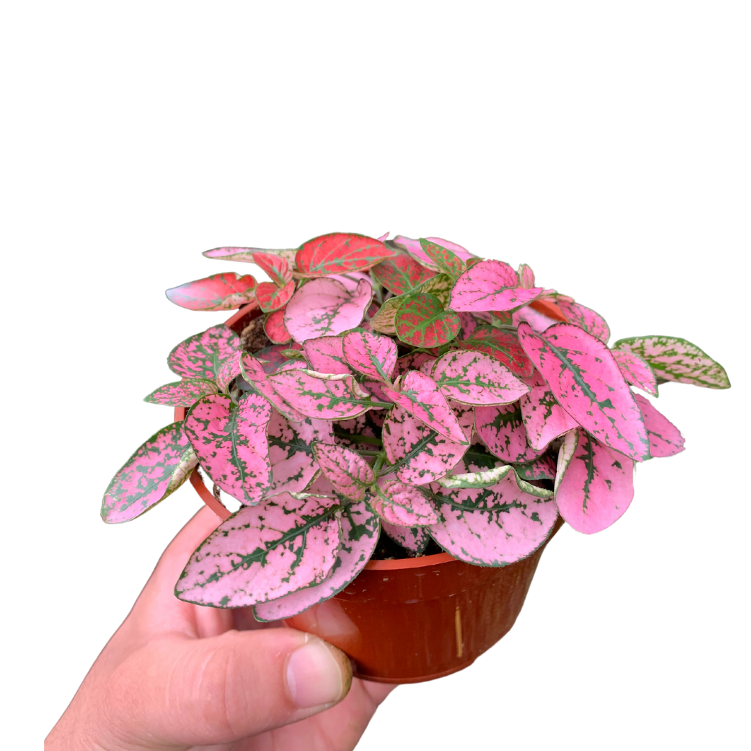 4" Polka Dot Plant (Hypoestes phyllostachya) – Live Plant