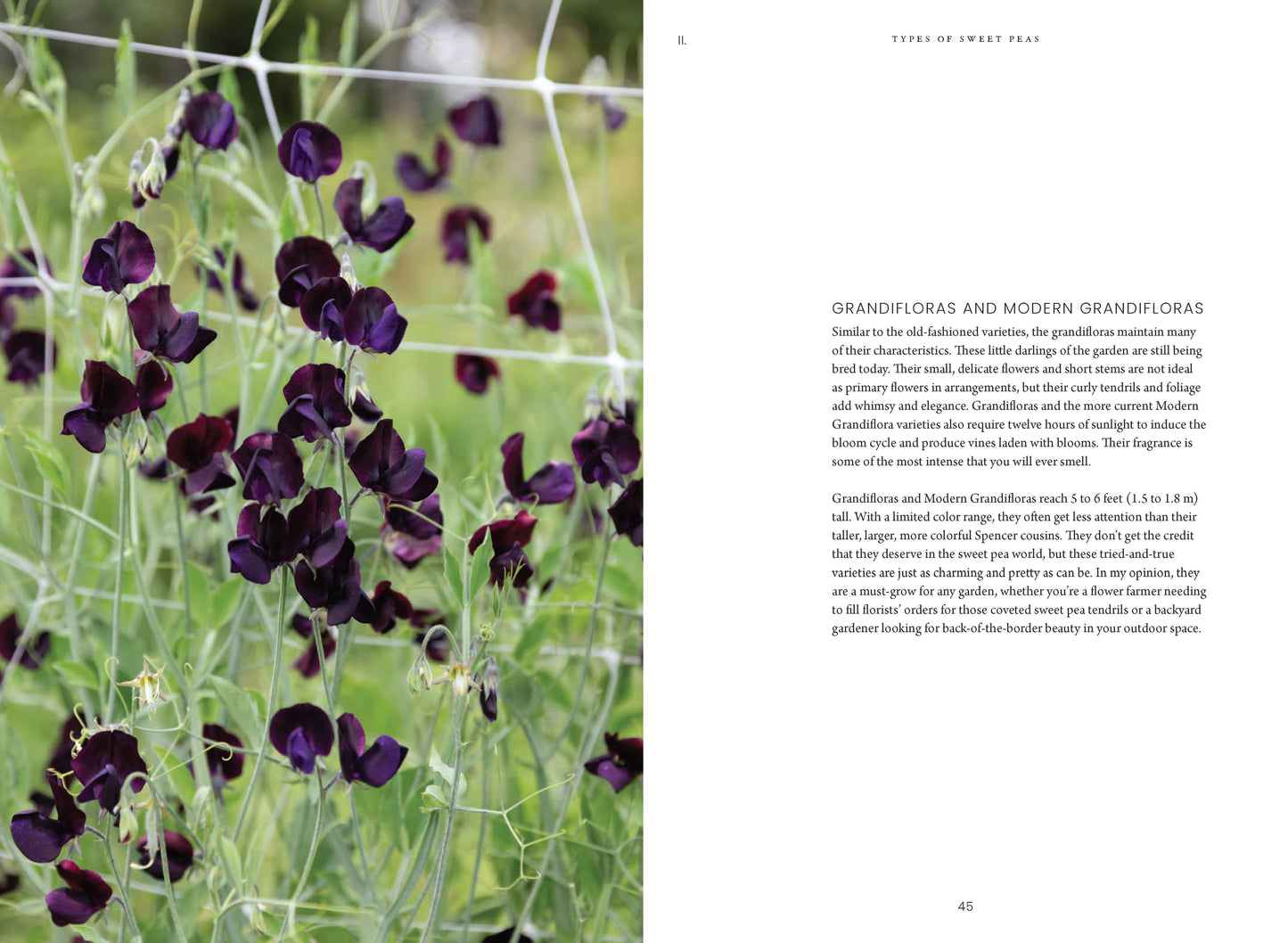 Sweet Pea School