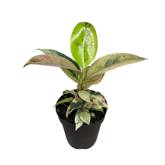 4" Ficus Shivereana – Plant