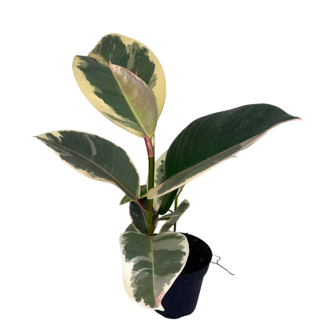 4" Ficus Elastica (Tineke Rubber Plant) – Live Plant