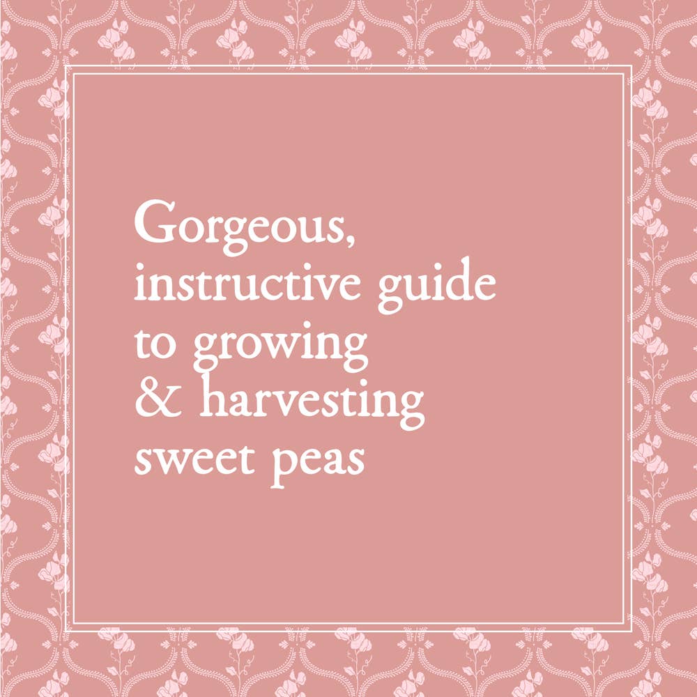 Sweet Pea School