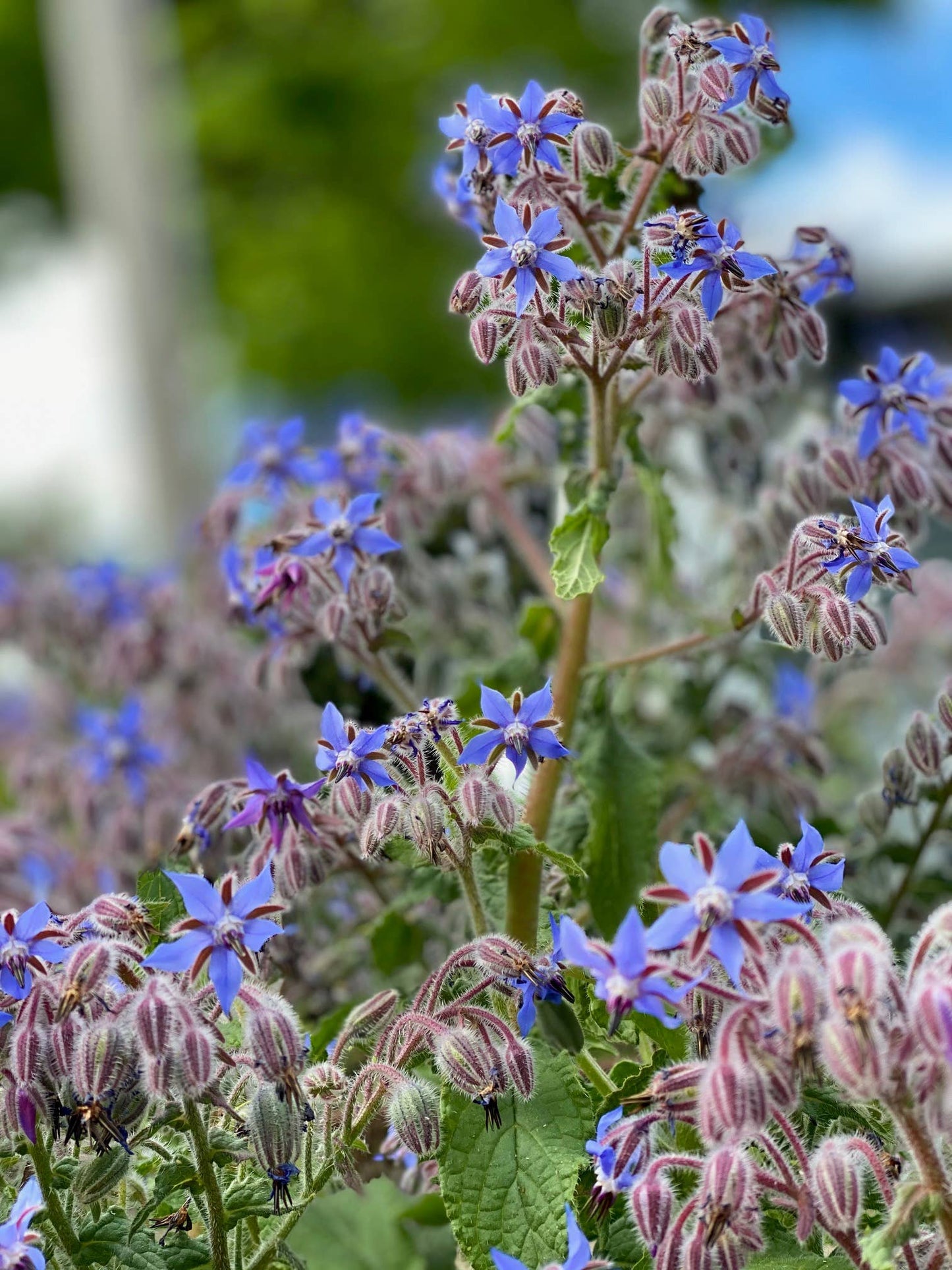 Borage, Organic