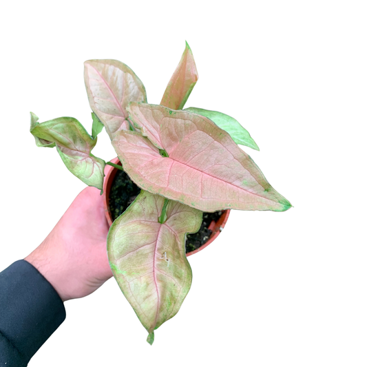 4" Syngonium Neon Robusta (Arrowhead Plant) – Live Plant