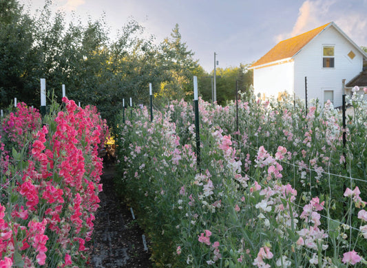 Sweet Pea School