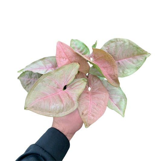 4" Syngonium Neon Robusta (Arrowhead Plant) – Live Plant