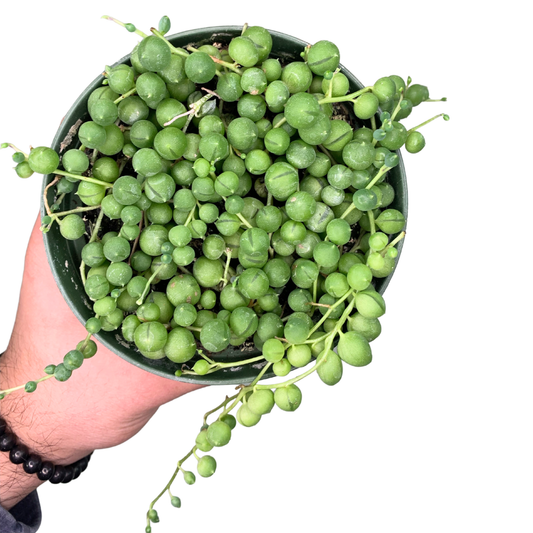 4" String of Pearls (Senecio rowleyanus) – Live Houseplant