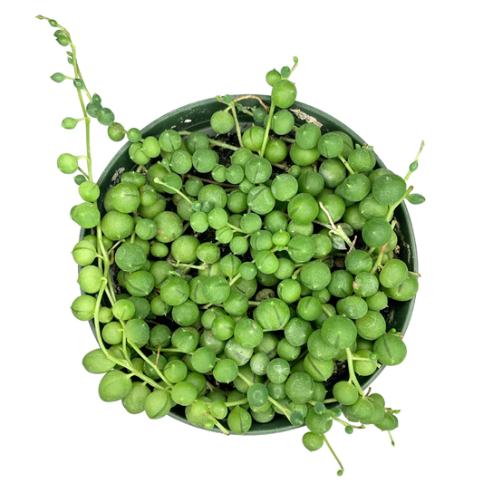 4" String of Pearls (Senecio rowleyanus) – Live Houseplant