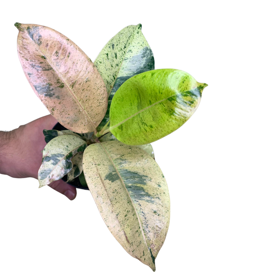 4" Ficus Shivereana – Plant
