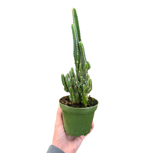 4" Fairy Castle Cactus (Euphorbia lactea) – Growers choice