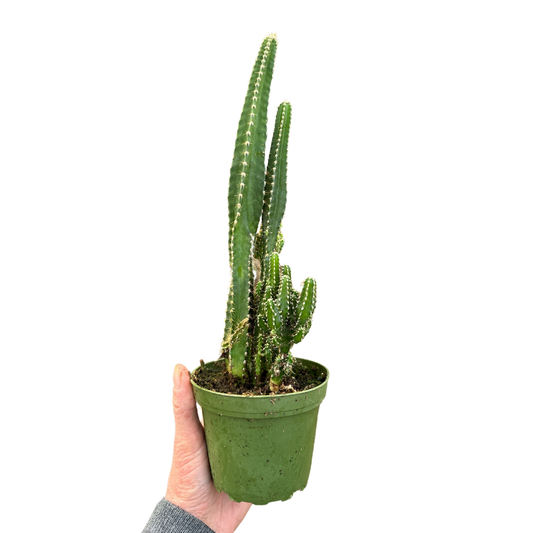4" Fairy Castle Cactus (Euphorbia lactea) – Growers choice