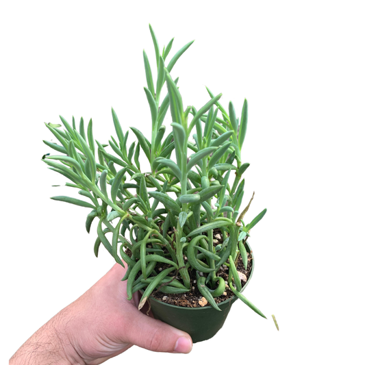 4" Senecio Fish Hook (Senecio radicans 'Fish Hooks') - Live