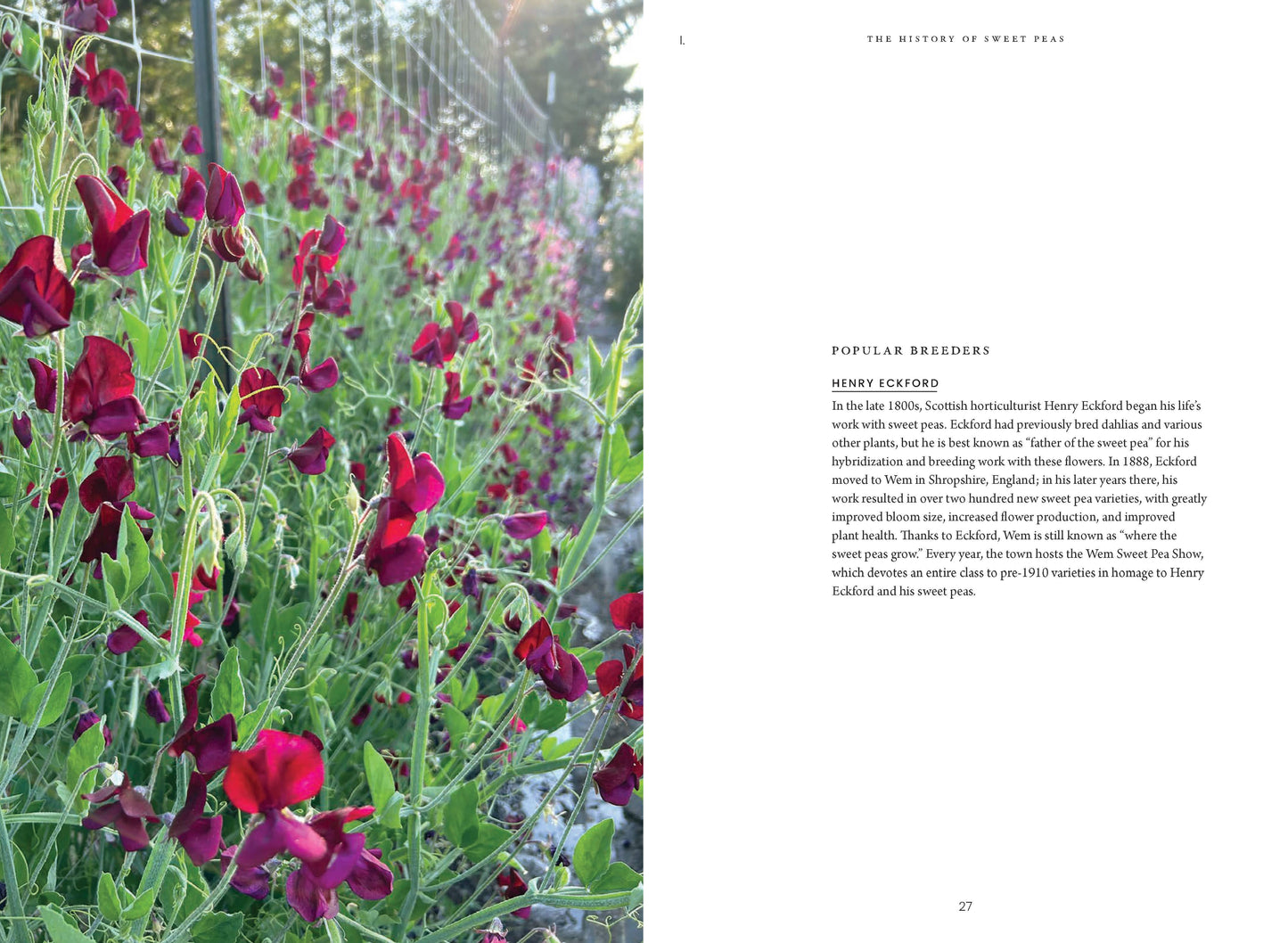 Sweet Pea School