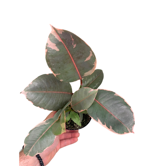 4" Ficus Elastica (Ruby Rubber Plant) – Wholesale Live Plant