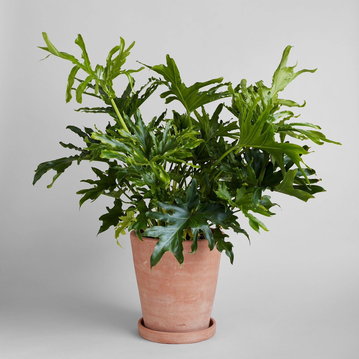 Studio Planter, Whitewash: Small