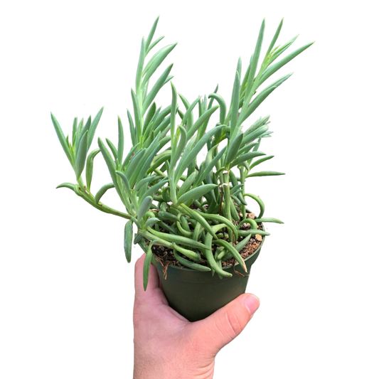 4" Senecio Fish Hook (Senecio radicans 'Fish Hooks') - Live