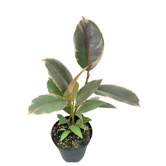 4" Ficus Elastica (Ruby Rubber Plant) – Wholesale Live Plant