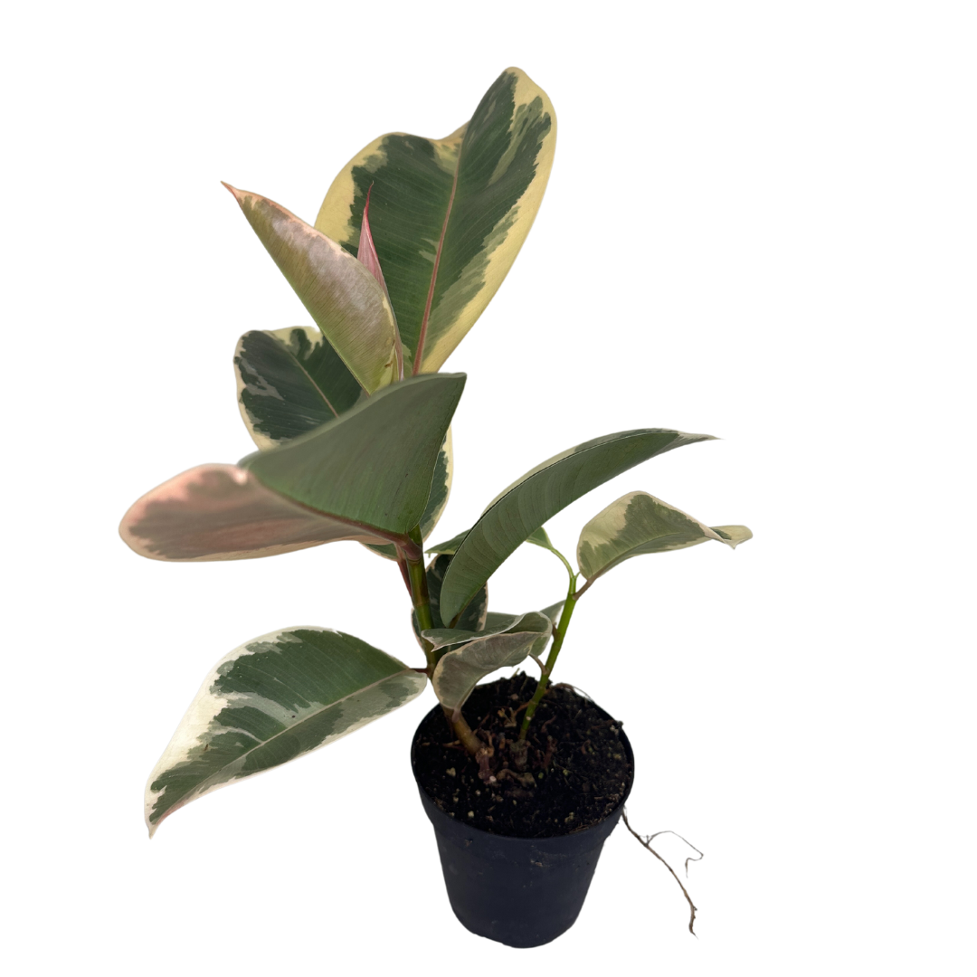 4" Ficus Elastica (Tineke Rubber Plant) – Live Plant